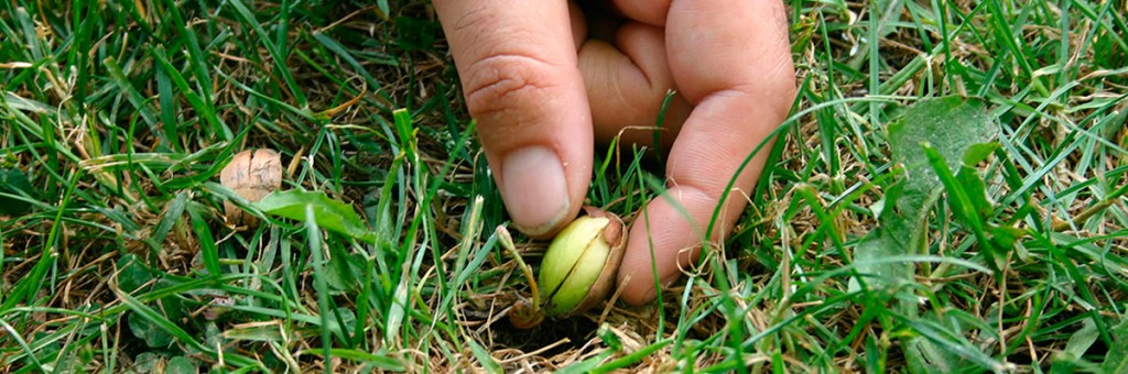 Licenciatura en Ciencias Agrarias