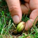 Licenciatura En Ciencias Agrarias