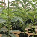 Tecnicatura Universitaria En Producción Vegetal Intensiva