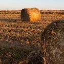 Licenciatura En Administración Agraria (modalidad A Distancia)