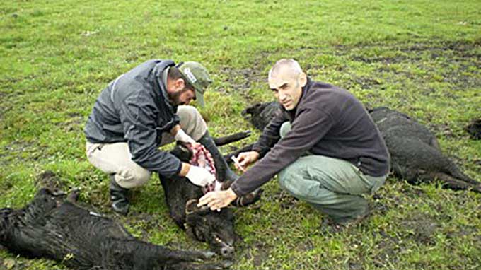 La UNAJ Y El SENASA Impulsan Una Encuesta A Productores Agropecuarios Para Medir El Daño Ambiental Causado Por El Jabalí