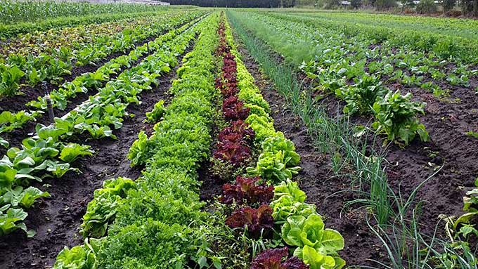 Alejandro Costa, agricultor: “En la UNAJ aprendí a producir en forma saludable”