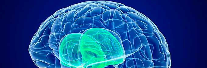 Diplomatura Superior en Neuroanatomía Estructural y Funcional
