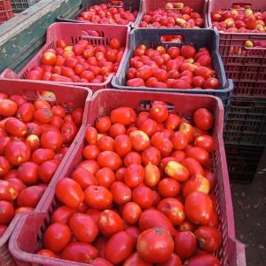 El Aporte De La UNAJ Para El Desarrollo Productivo De El Pato