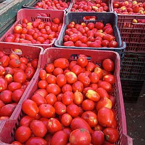 Asesoramiento y apoyo a pequeños productores de El Pato