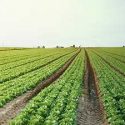 Licenciatura En Administración Agraria (modalidad Presencial)