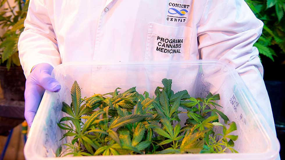 El Cannabis Y Sus Usos Medicinales: Investigadoras Comprobaron Que Es Eficaz En Epilepsias Focales