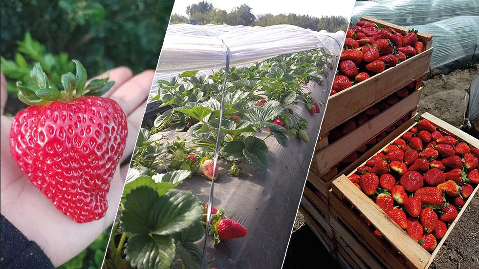 La frutilla del postre: ¿cómo es la producción y comercialización de esta fruta que se cultiva en Varela y llega a todo el país?