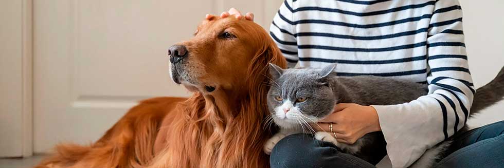 Diplomatura Superior Y De Vinculación En El Vínculo Humano Animal