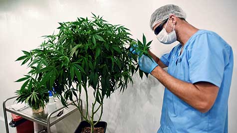 “Argentina cuenta con todos los recursos para investigar y producir cannabis”, dice una investigadora del Conicet